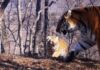 Выводок из пяти тигрят амурского тигра впервые зафиксировали в дикой природе в Приморье