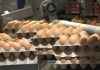 В Россию поставлена вторая партия яиц из Азербайджана